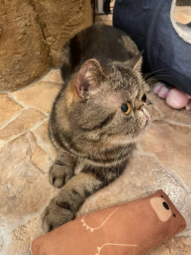 ねこ