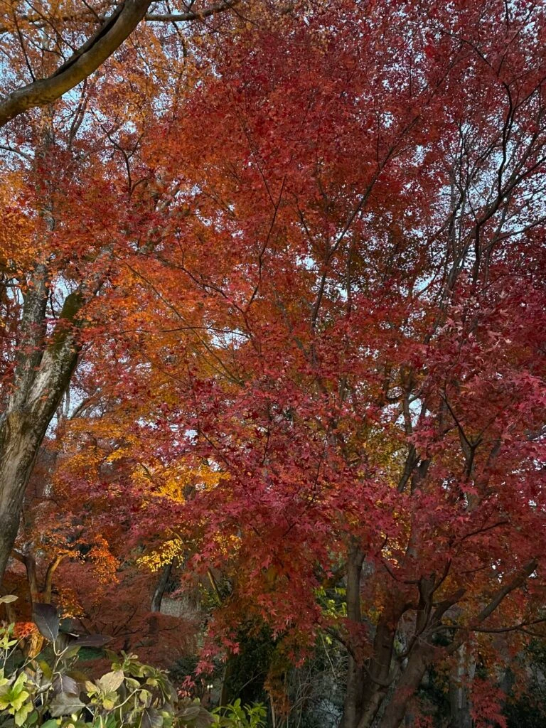 勝尾寺　紅葉　写真