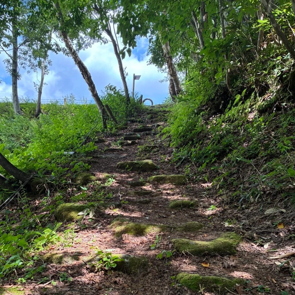 急斜面の山道とこもれび