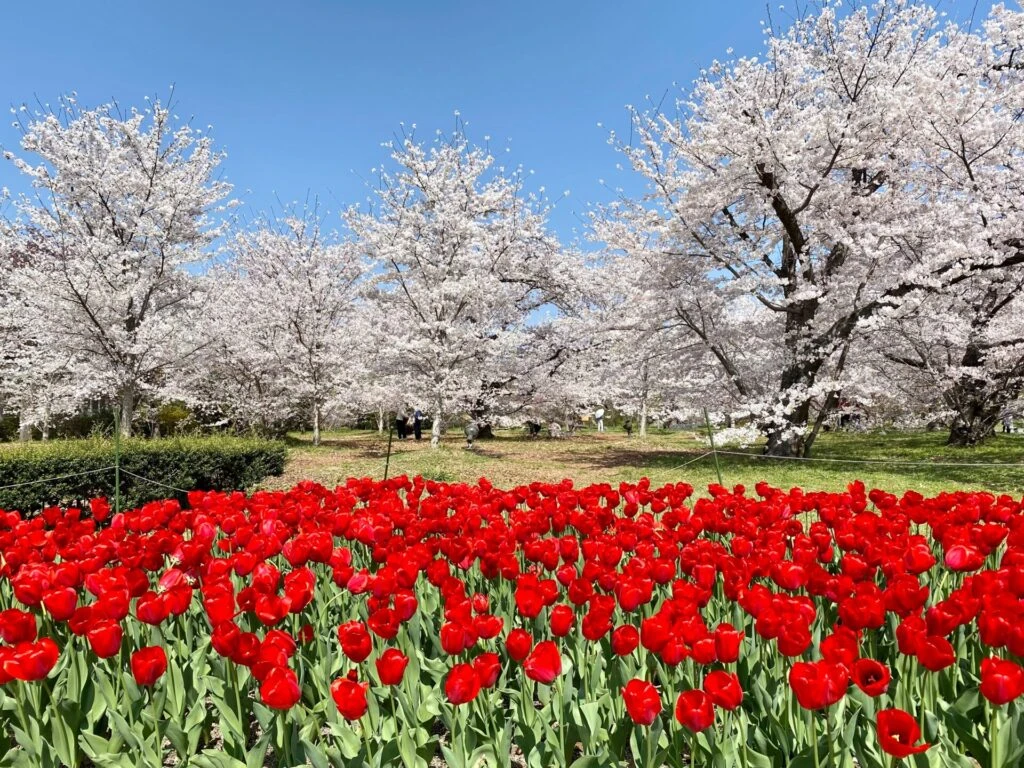 桜と真っ赤なチューリップのコントラスト