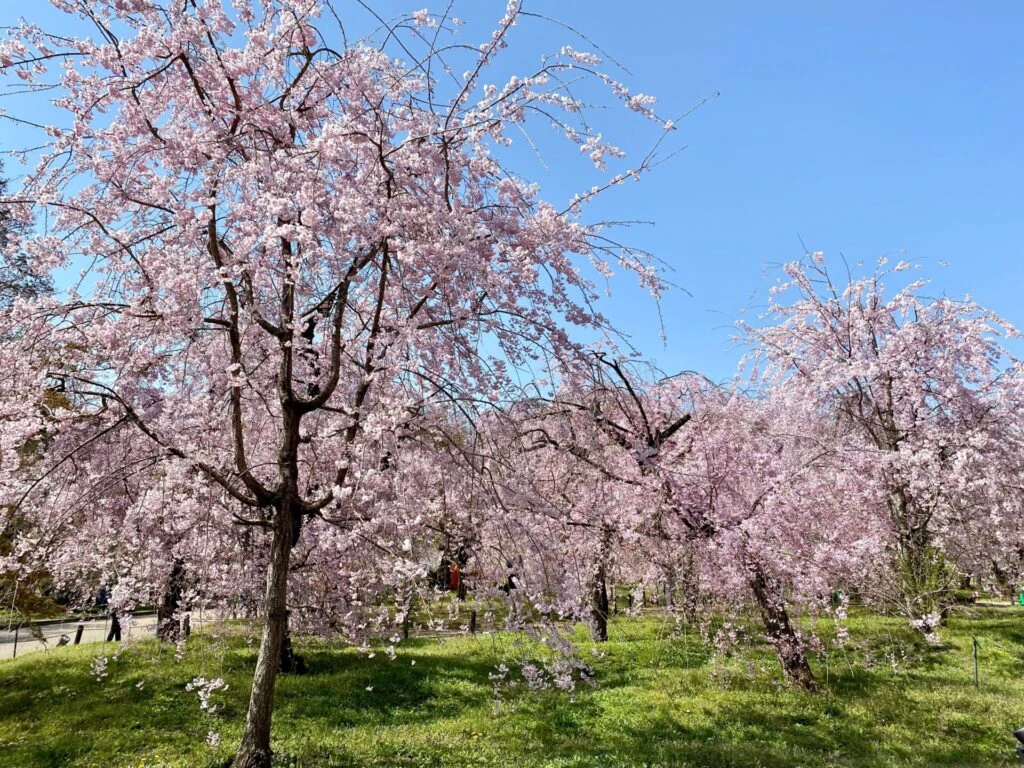 京都府立植物園の桜エリア