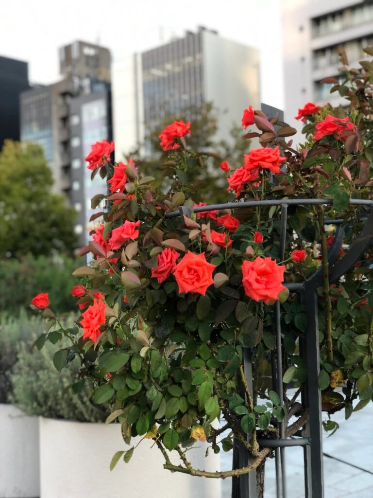 バラ 中之島 大阪 公園