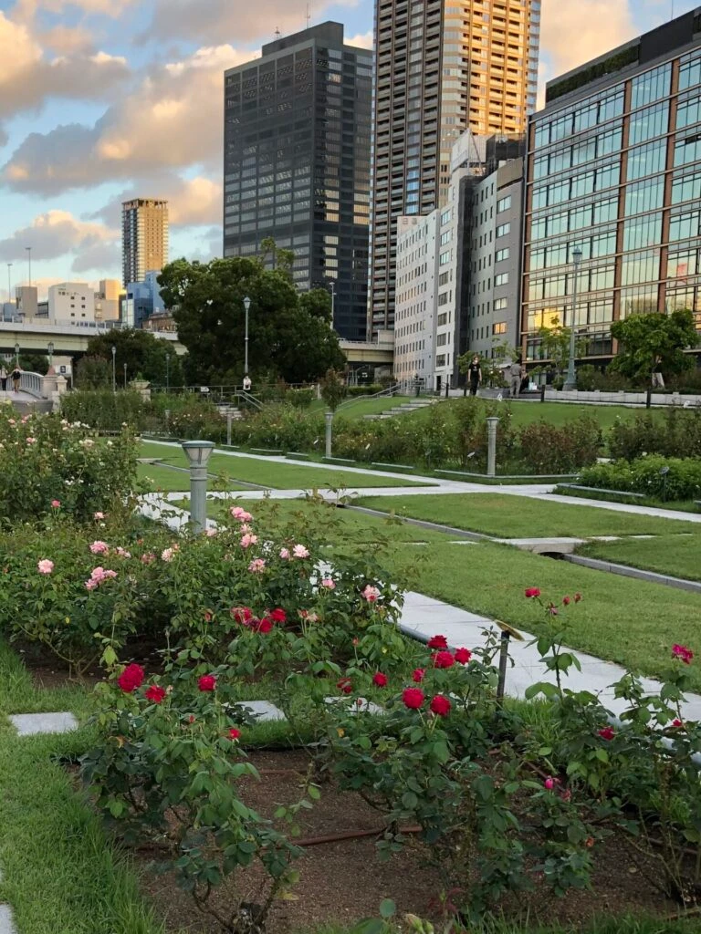 中之島 バラ園 公園 大阪