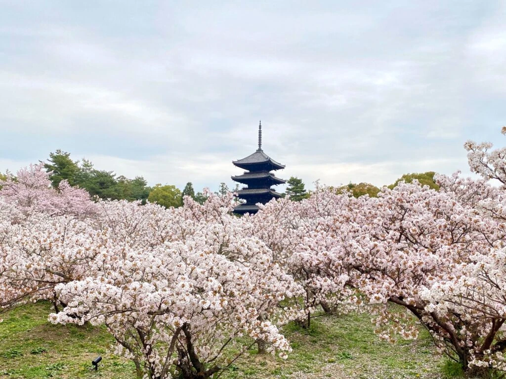 観覧台から見える仁和寺の五重塔と御室桜