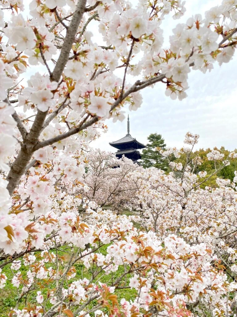 御室桜と五重塔のコラボレーション