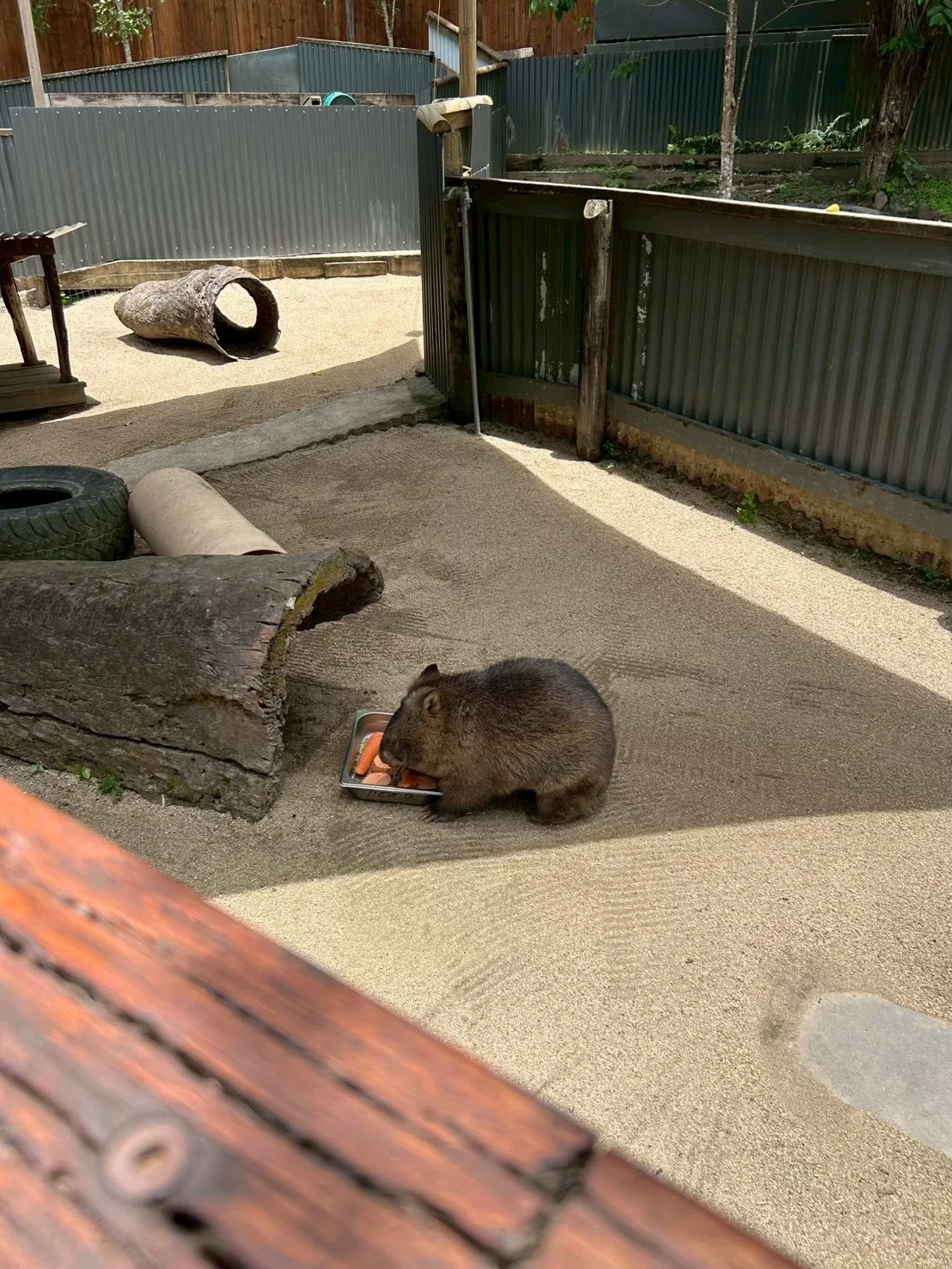 影で食事をするウォンバットの写真