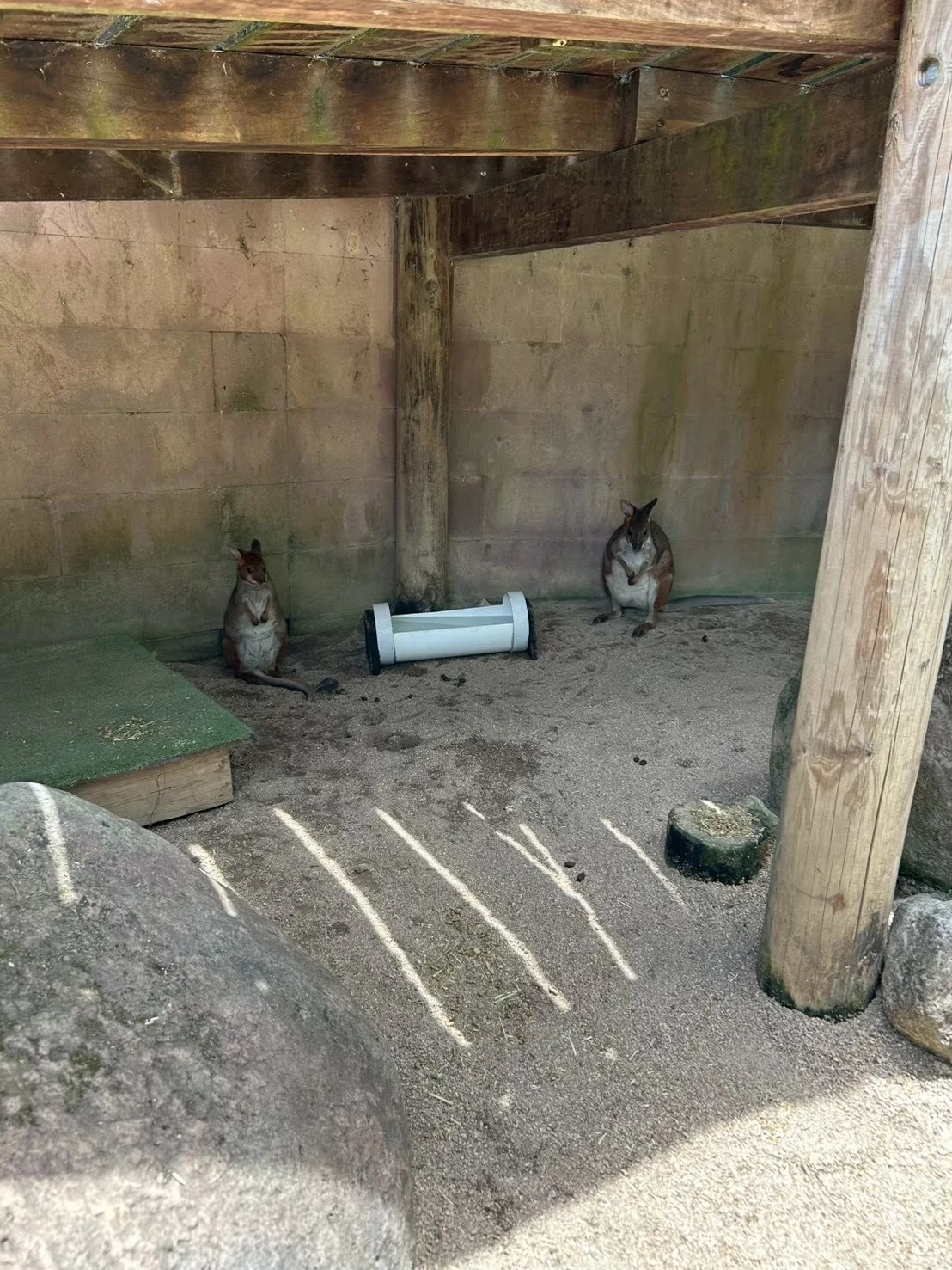 小さいワラビーが２匹座っている