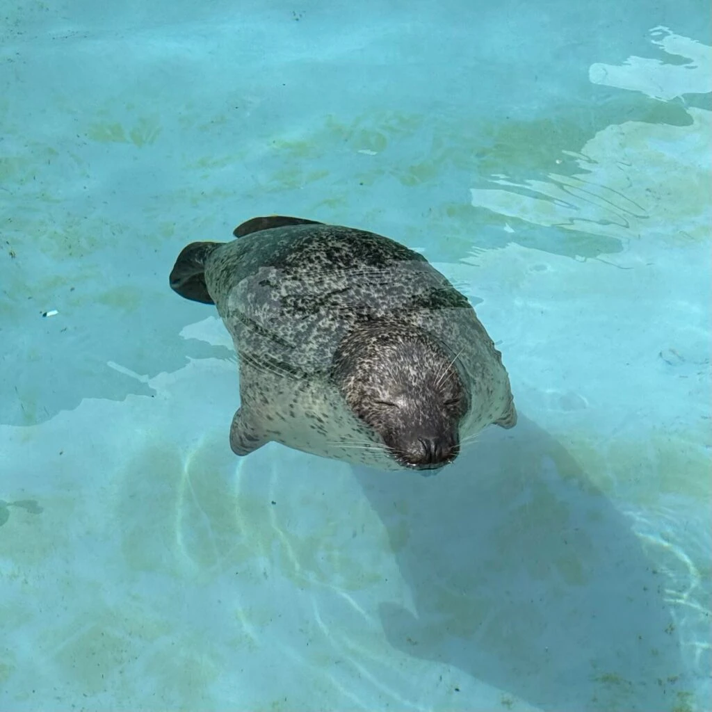 旭山動物園 あざらし
