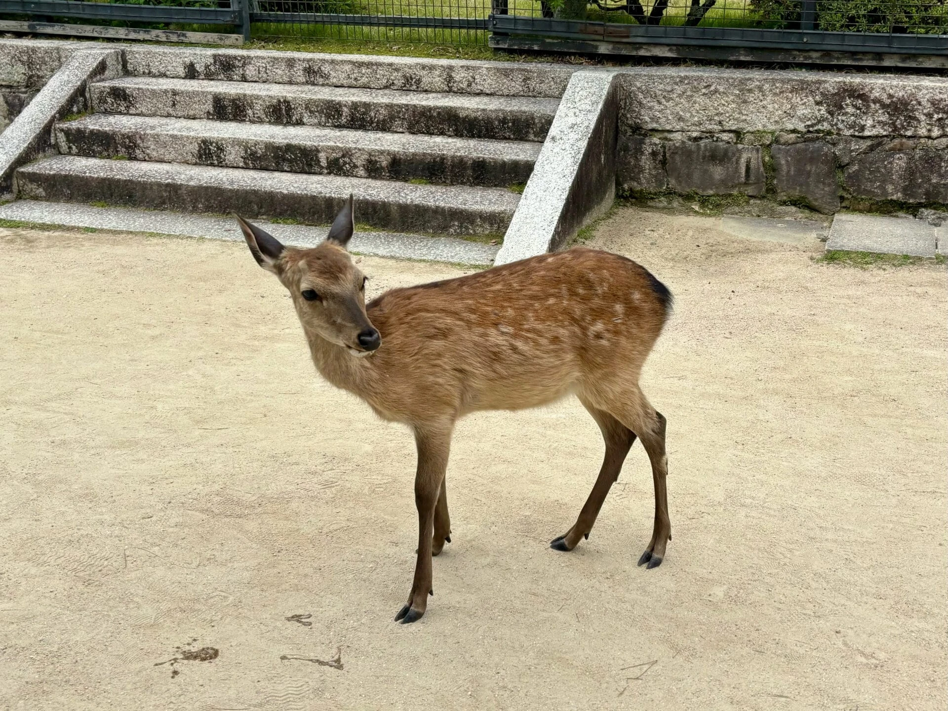 鹿 宮島 観光