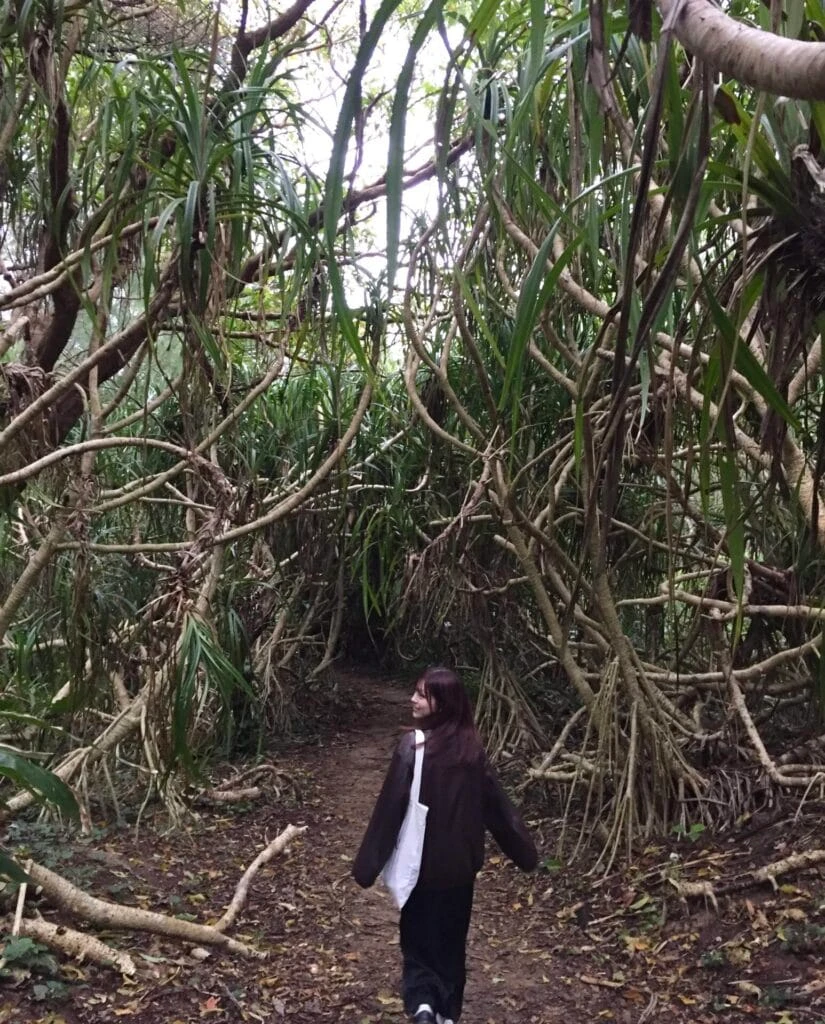奄美大島 ハートロック 向かう道 森林
