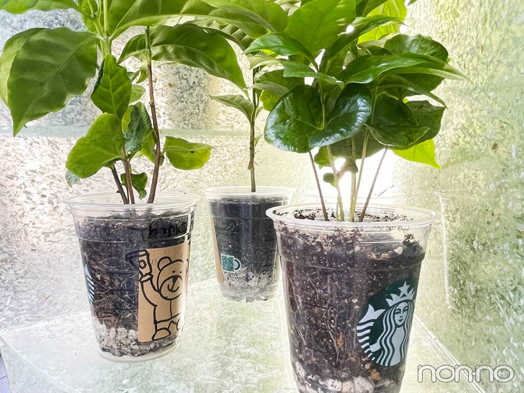 スターバックスの使い捨てカップを使った苗のオブジェ