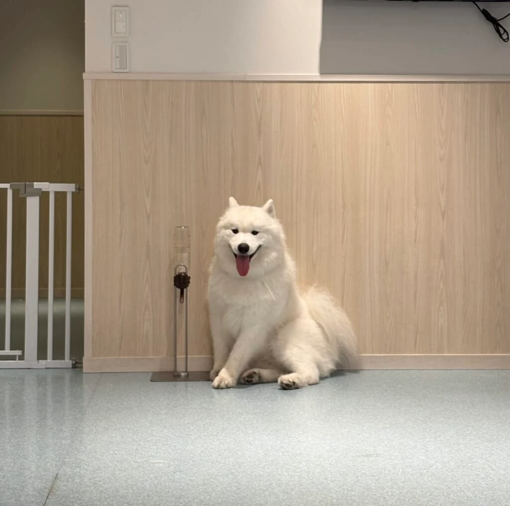 休憩中のサモエド