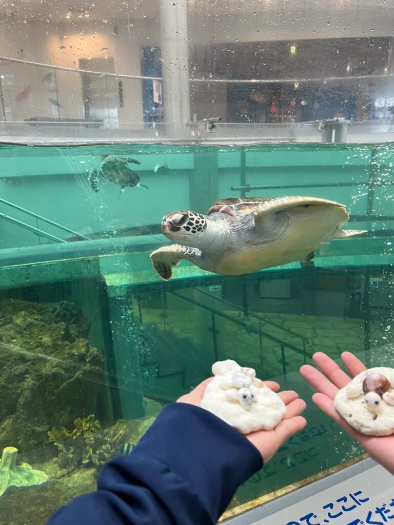 奄美海洋展示館　ウミガメ