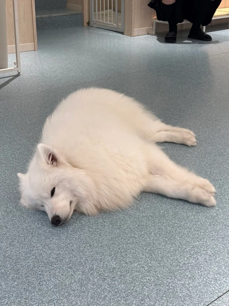 寝転ぶサモエド