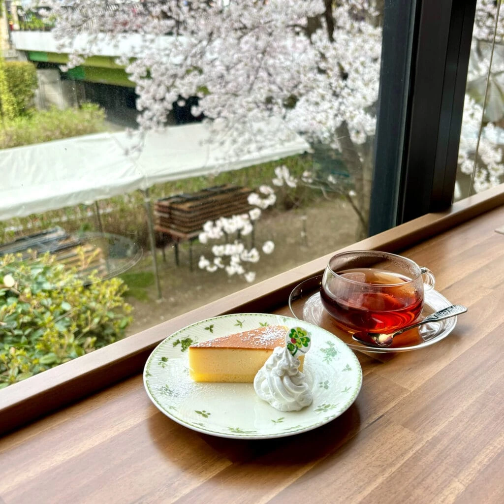 桜を見ながら楽しめるチーズケーキと紅茶
