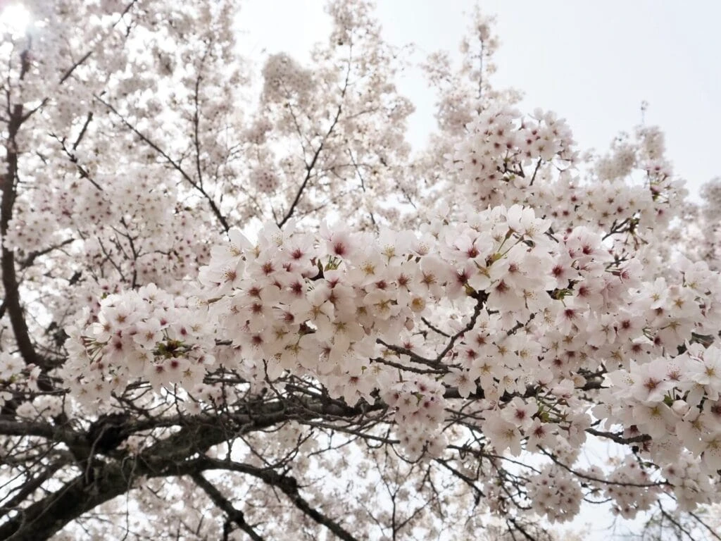 醍醐寺の桜