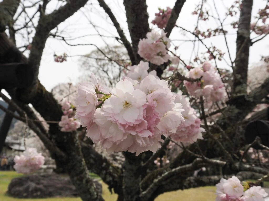 醍醐寺にある手毬のような桜