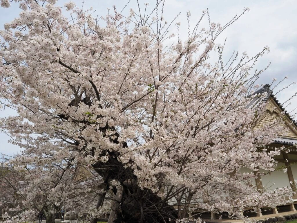 桜の名所 醍醐寺の桜