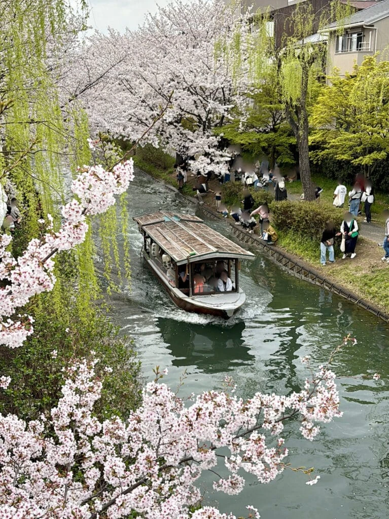 伏見十石舟が桜のトンネルを通る様子