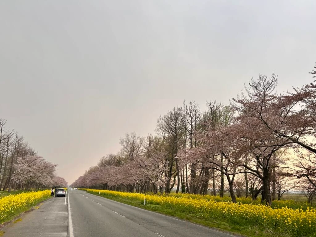 大潟村の桜・菜の花ロード