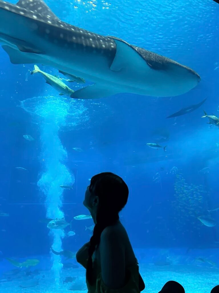 『沖縄美ら海水族館』のジンベエザメ