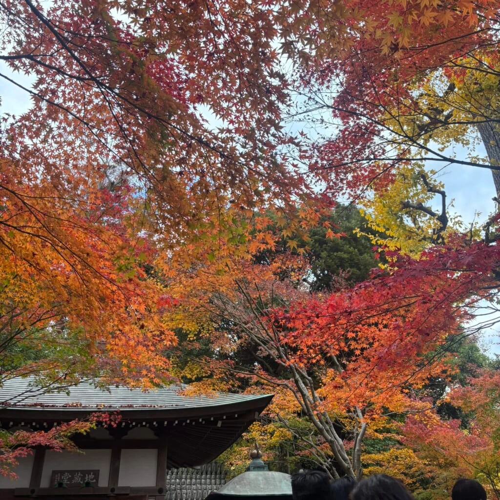 長谷寺紅葉