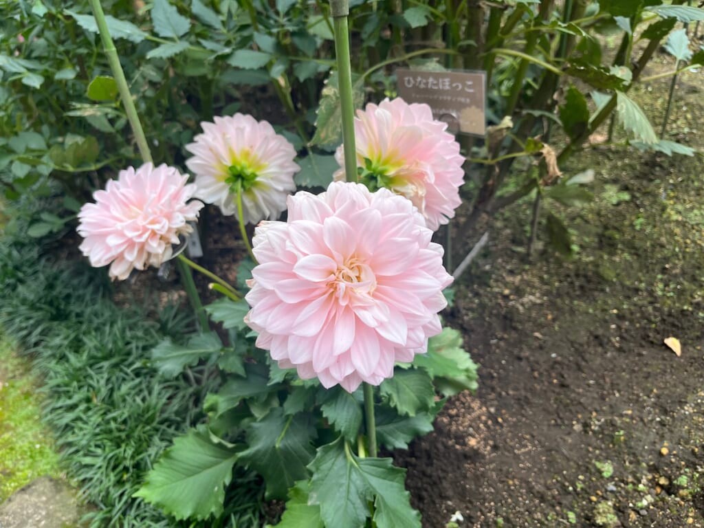 ダリア 桜色 ピンク