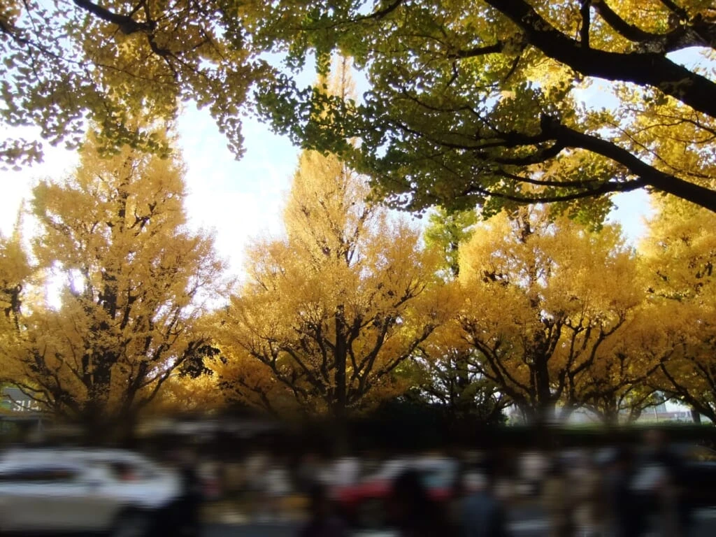 デジカメで撮った写真