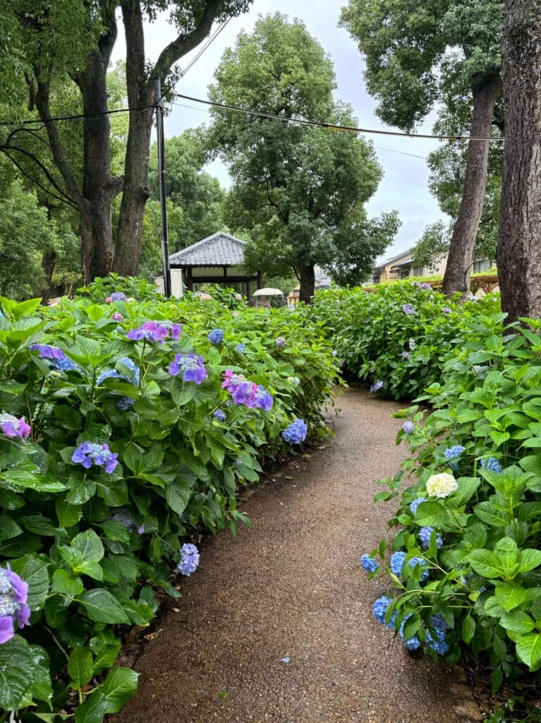 紫陽花の迷路