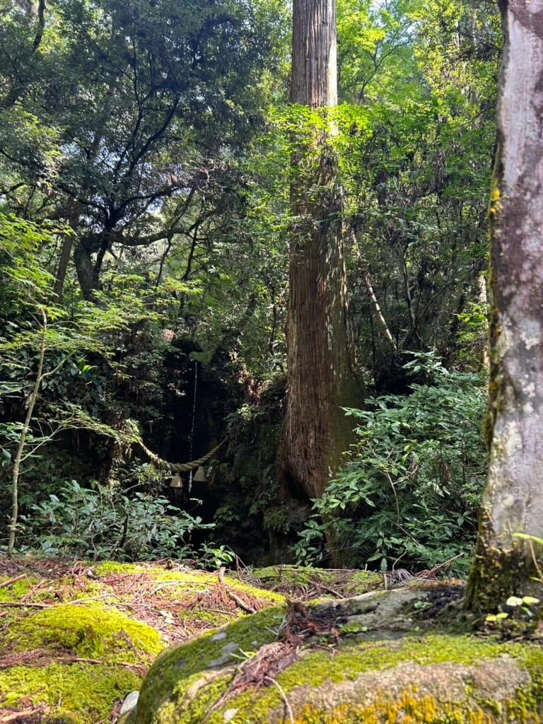 油山寺 滝