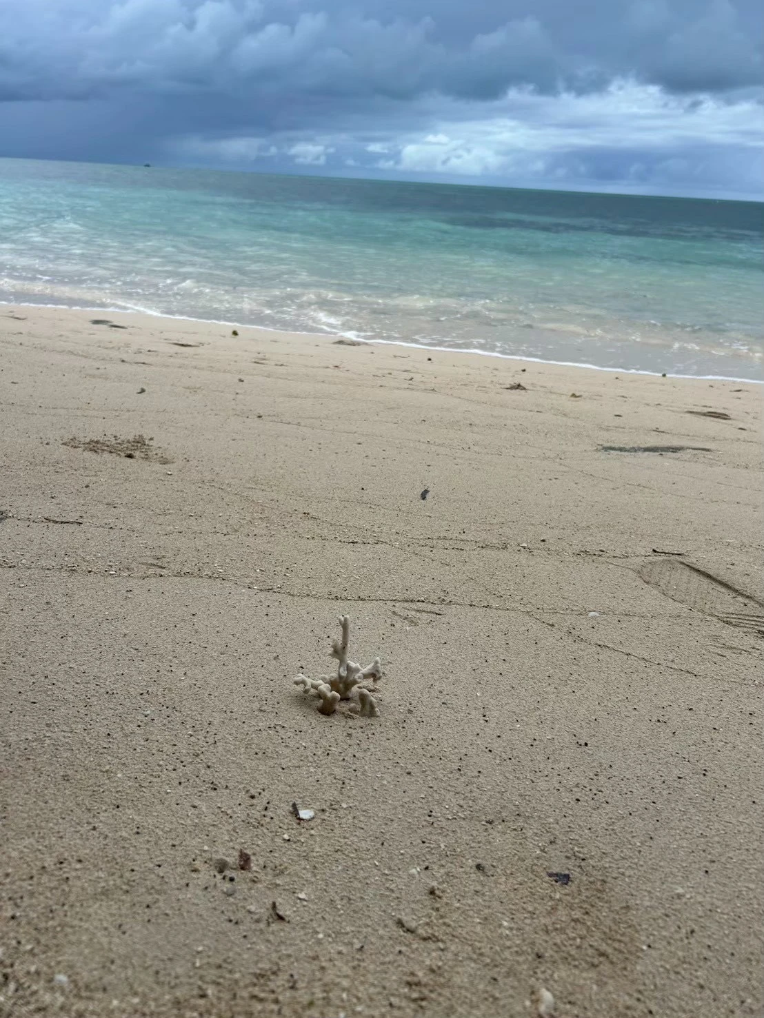 浜辺に落ちているサンゴの写真