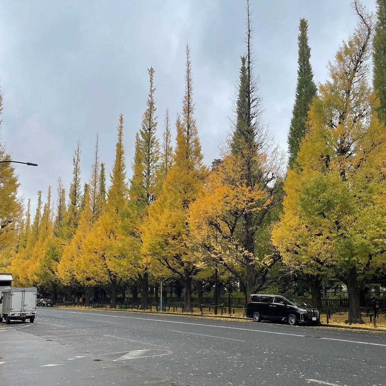 明治神宮外苑イチョウ並木の紅葉