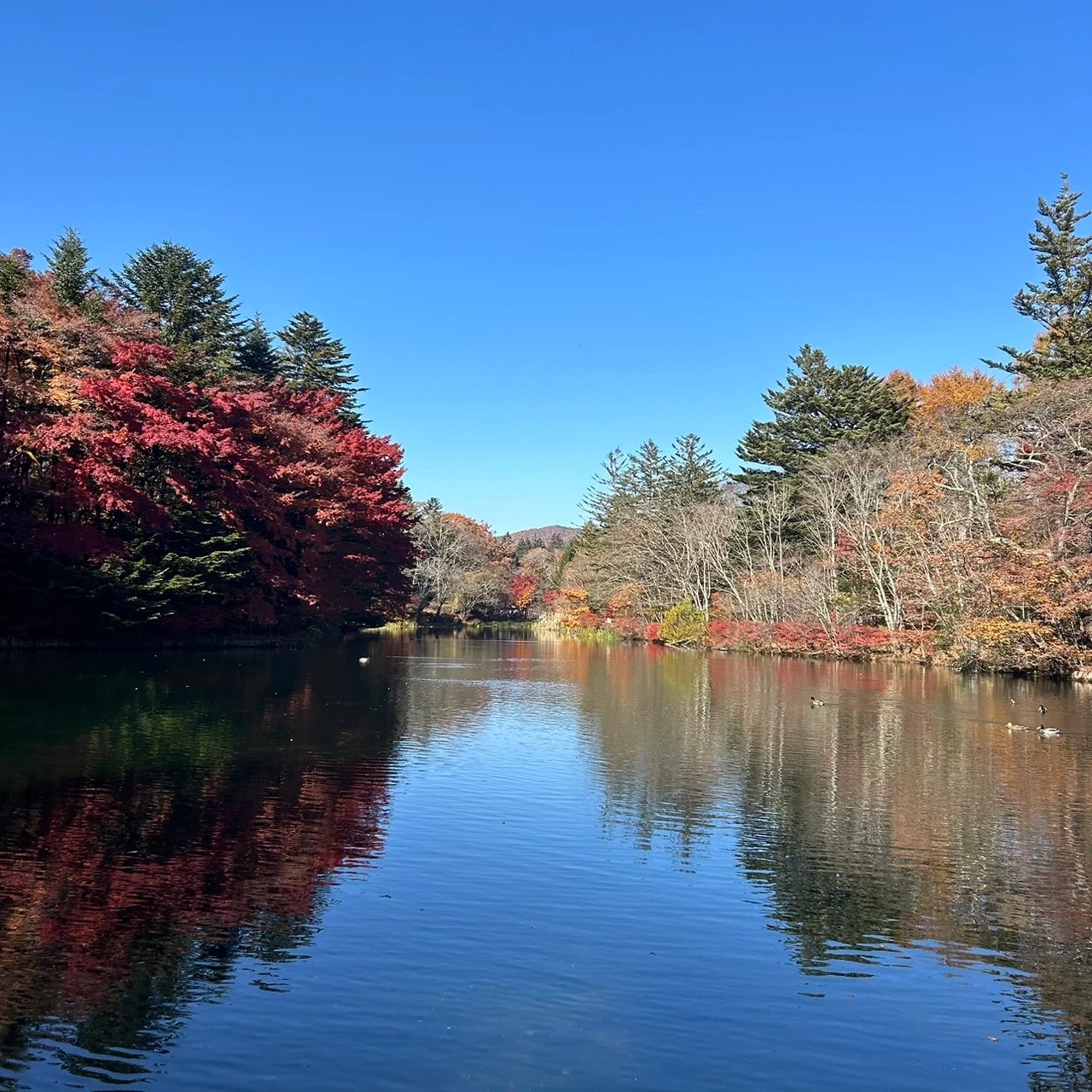 軽井沢紅葉 曇場池の様子