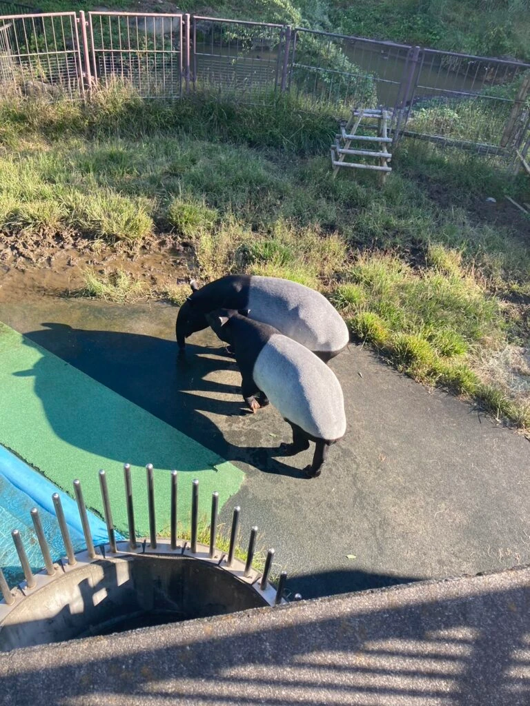 バク 多摩動物公園