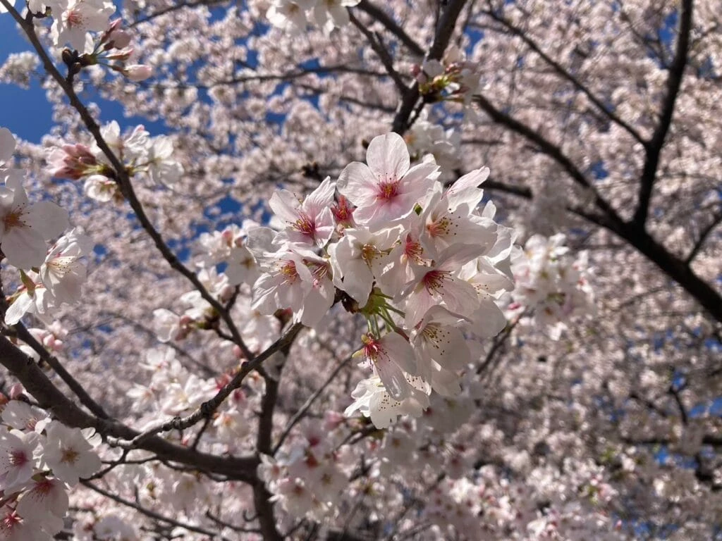 桜