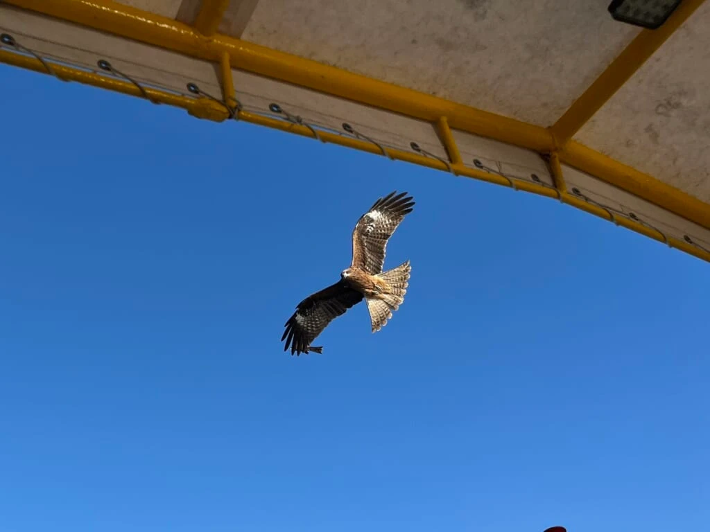 タカ