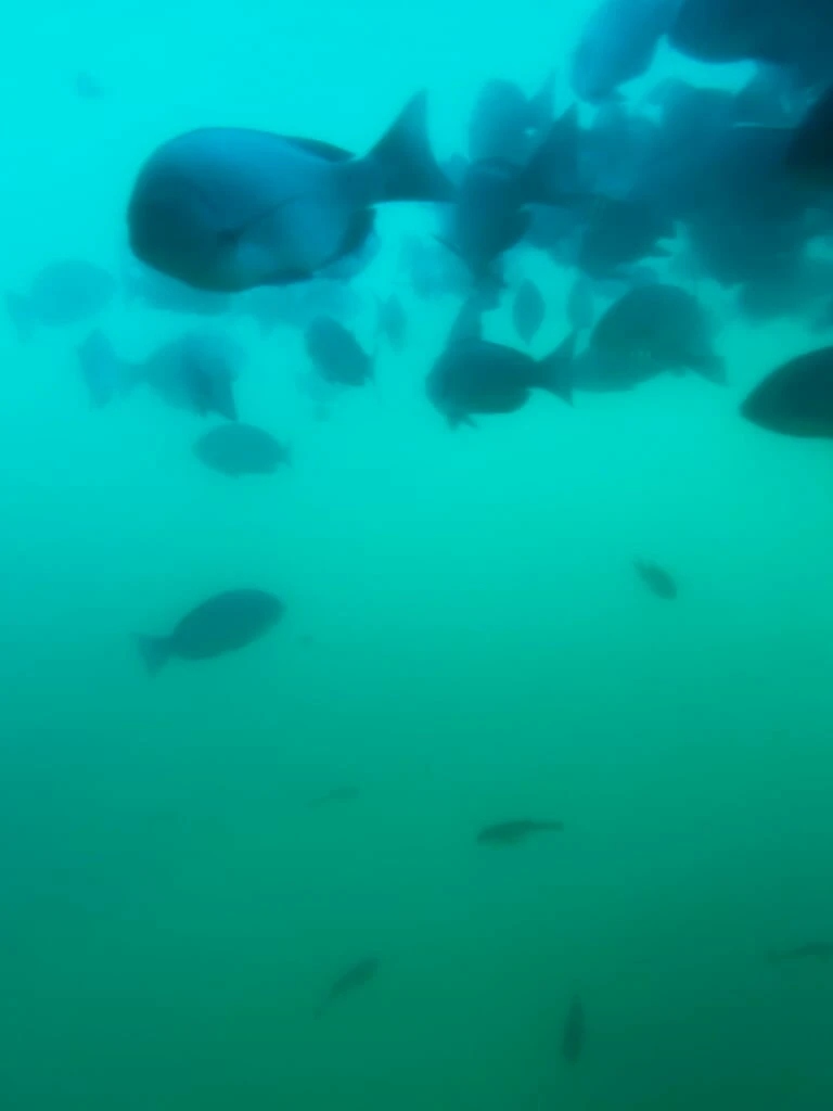 にじいろさかな号 魚 見れた