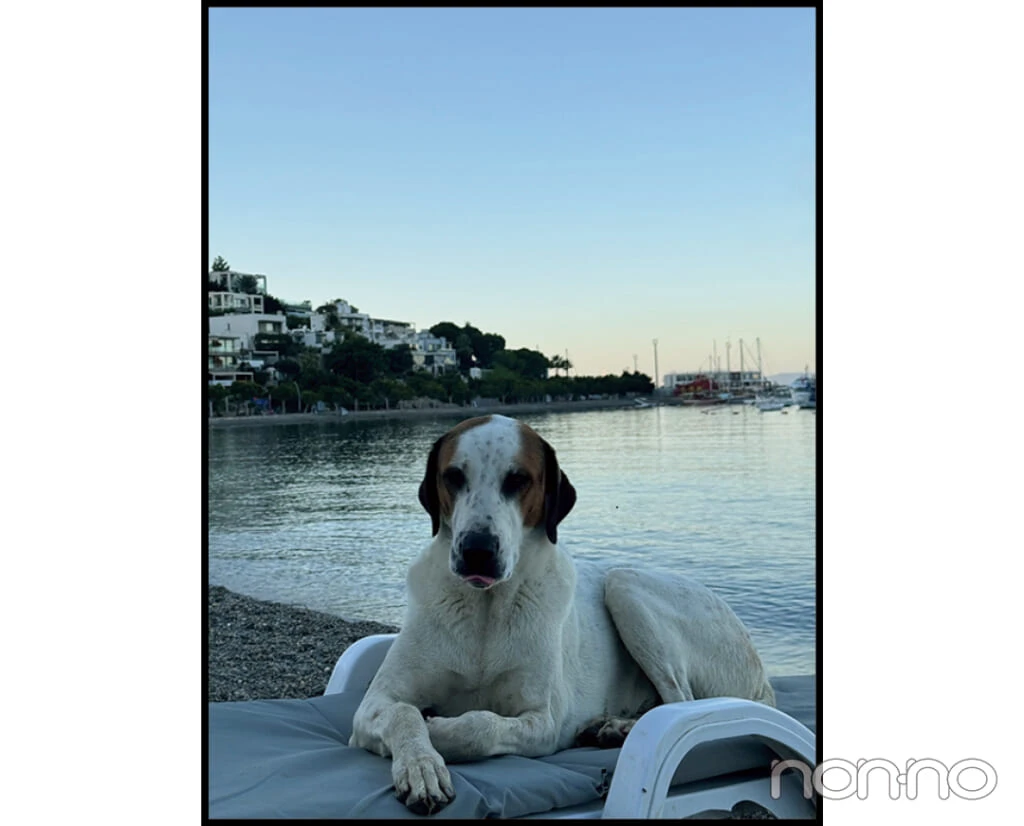 浜辺でゆったりくつろぐ犬