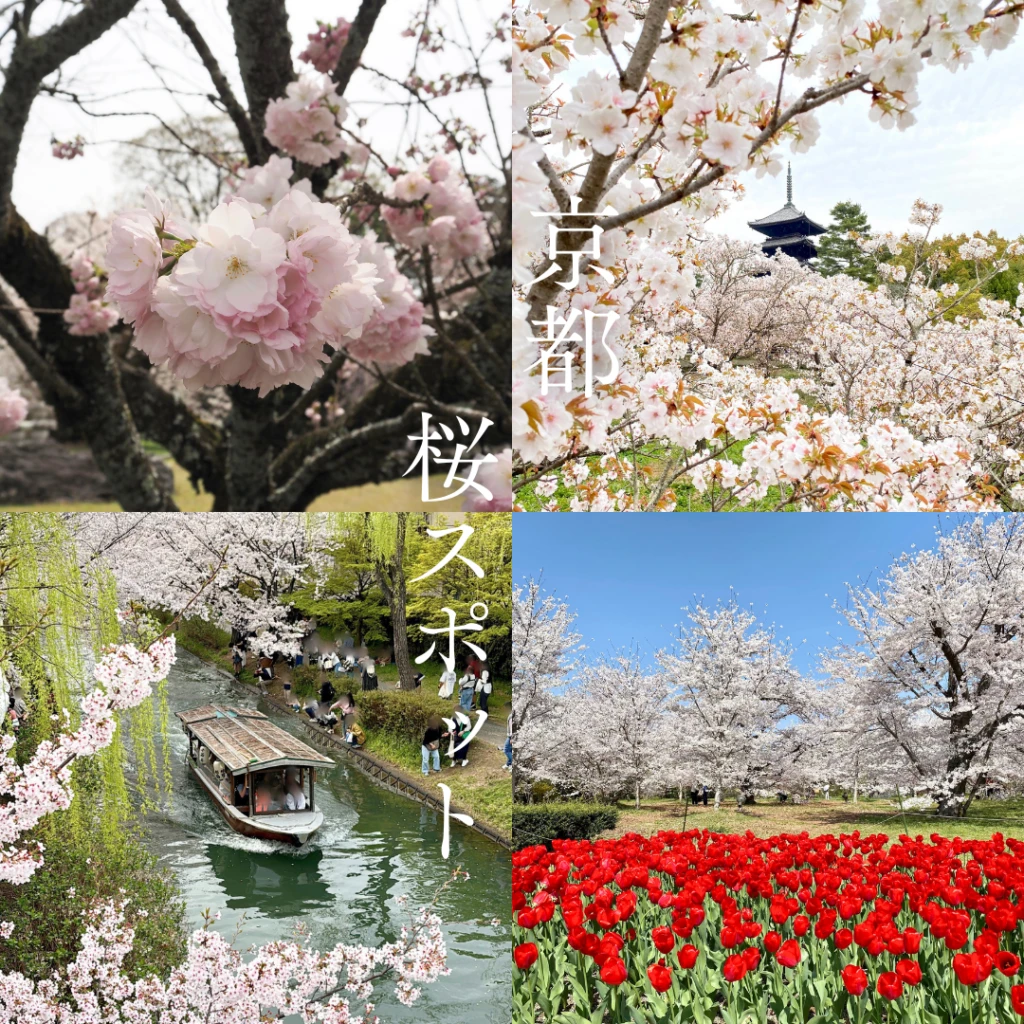京都のおすすめ桜スポット4選