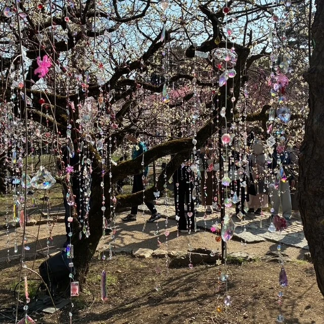 実際に梅苑で撮った写真