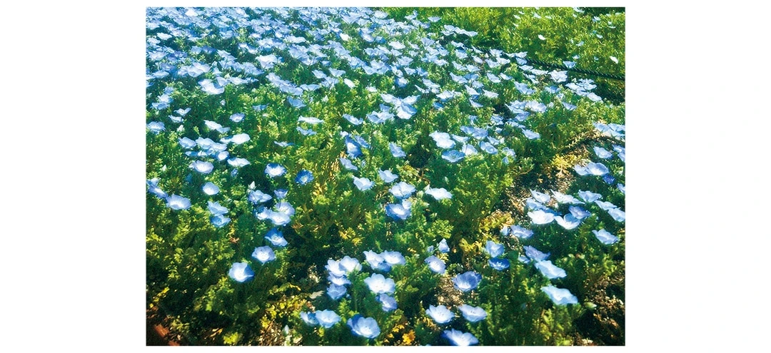 人気の花畑を巡って絶景フォトを撮影(りんさん・大学2年)
