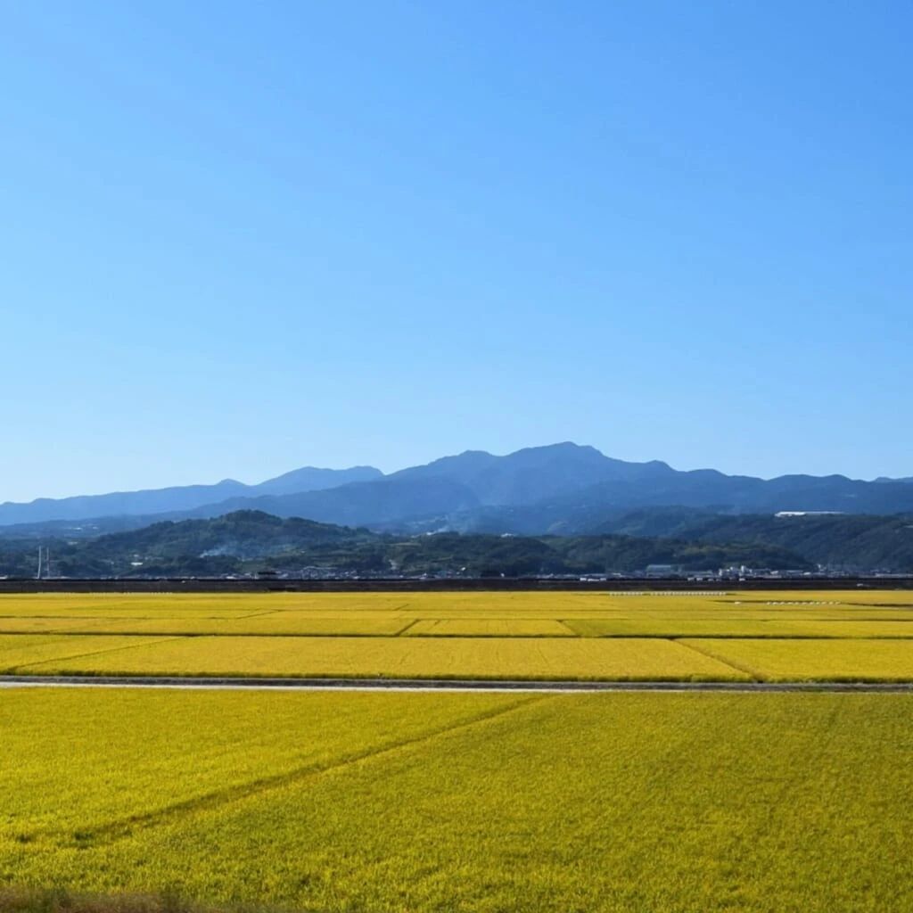 ラムサール米　佐賀県　鹿島市