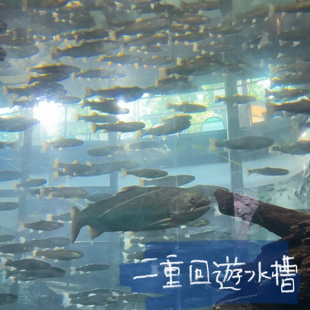 二重回遊水槽の様子
